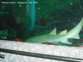 20090422 Singapore-Sentosa Island  28 of 38 